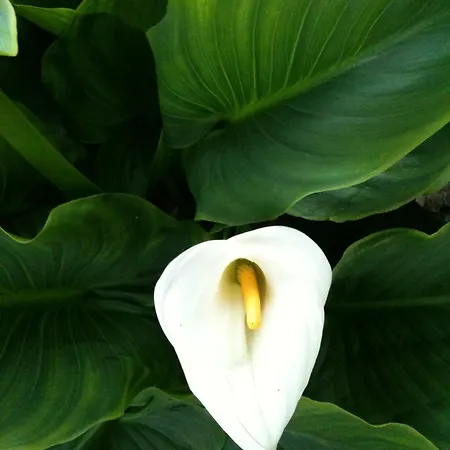 Mursel Garden Kuşadası