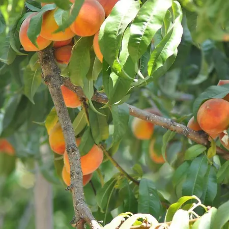 בית אירוח Mursel Garden