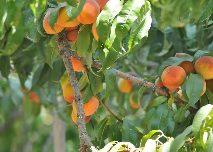 Δωμάτια σε οικογενειακή κατοικία Mursel Garden