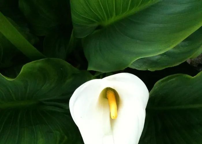 Mursel Garden Kusadası